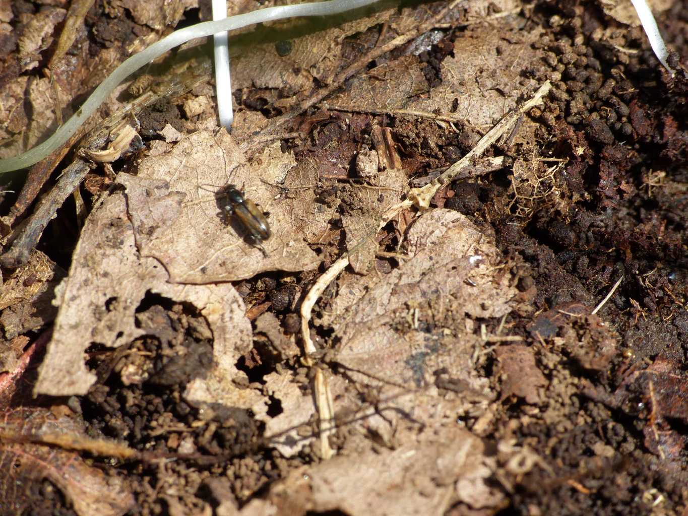 Chrysomelidae: Orsodacne humeralis (= lineola?)
